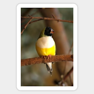 Gouldian Finch Sticker